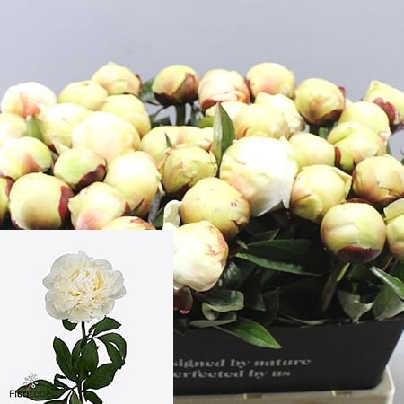 PEONY BRETHOUR