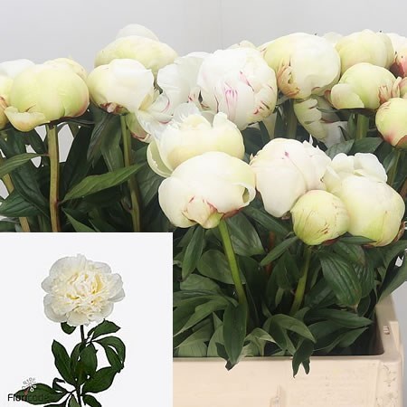 PEONY BRETHOUR