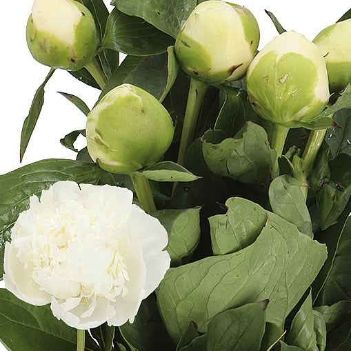 PEONY BRIDAL GOWN 50cm Wholesale Dutch Flowers Florist Supplies UK