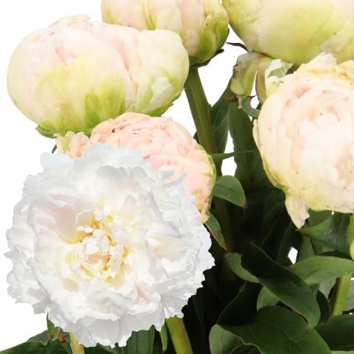PEONY BROTHER CHUCK