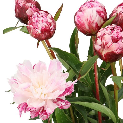 PEONY CANDY STRIPE