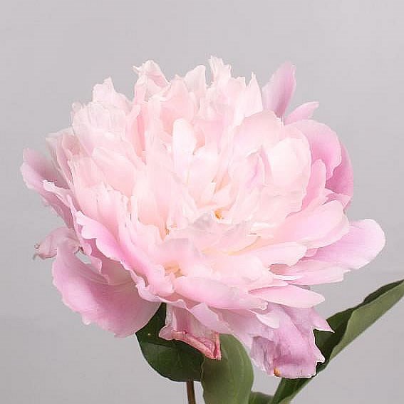 PEONY CATHARINA FONTIJN