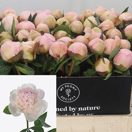PEONY CHIFFON PARFAIT