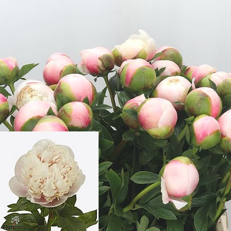 PEONY COLONEL OWEN COUSINS