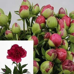 PEONY COMMAND PERFORMANCE
