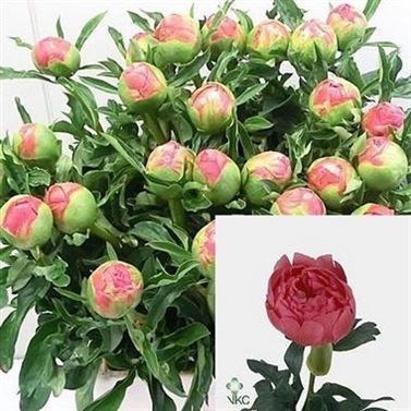 Peony Coral Sunset
