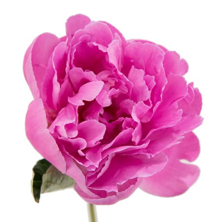 PEONY DR ALEXANDER FLEMING