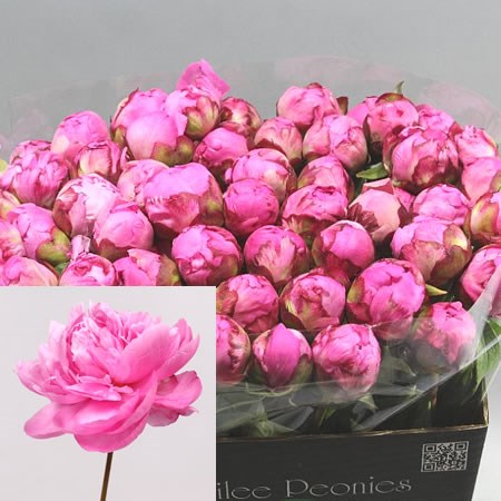 Alexander fleming peony deals
