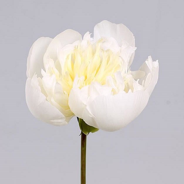 PEONY DUCHESSE DE NEMOURS