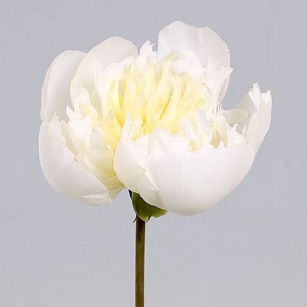 PEONY DUCHESSE DE NEMOURS