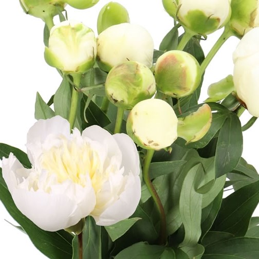 PEONY DUCHESSE DE NEMOURS