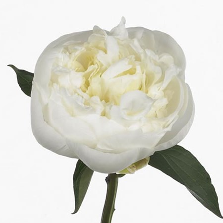 PEONY DUCHESSE DE NEMOURS