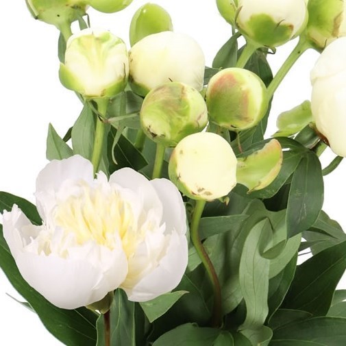 PEONY DUCHESSE DE NEMOURS