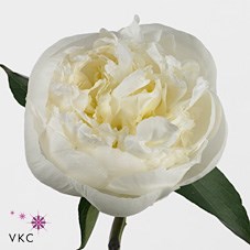 PEONY DUCHESSE DE NEMOURS