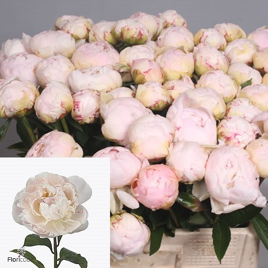 PEONY DYNASTY