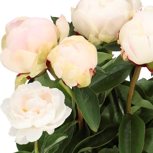 PEONY DYNASTY