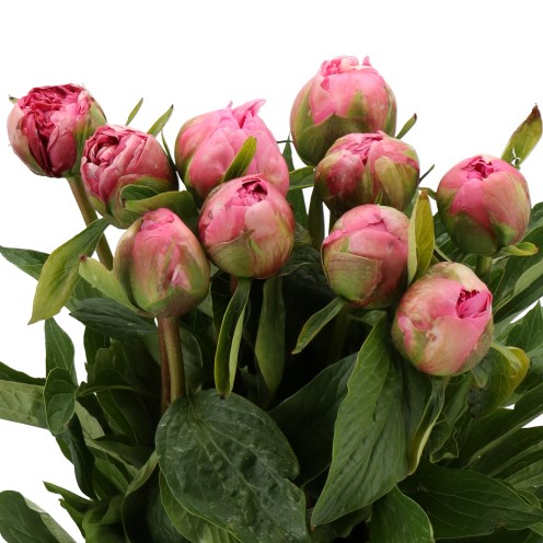 PEONY EARLY FLAMINGO