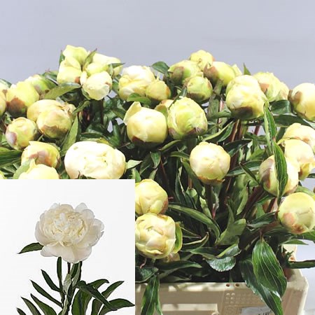 PEONY EDENS TEMPTATION