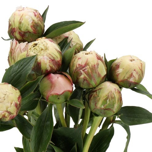 PEONY ELISE CHAMPAGNE