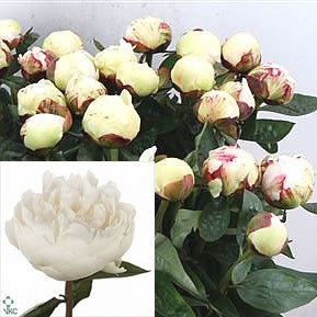 PEONY ELSA SASS