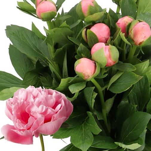PEONY ETCHED SALMON