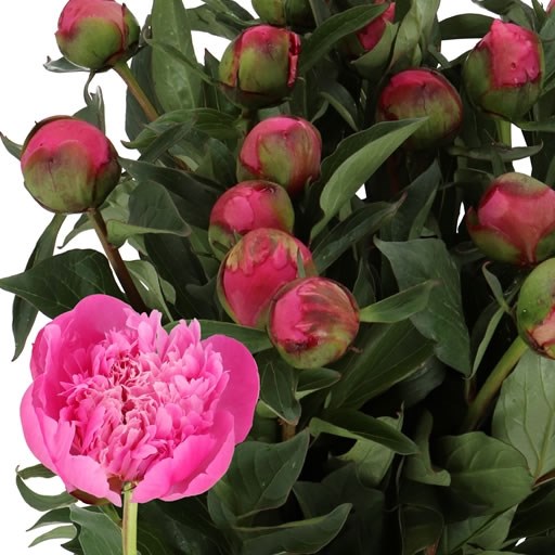 PEONY FELIX CROUSSE