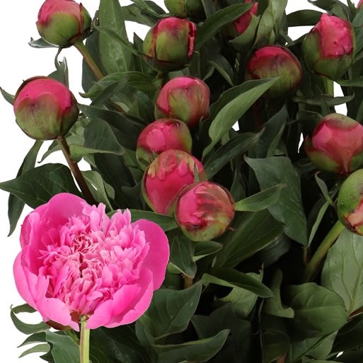 PEONY FELIX CROUSSE