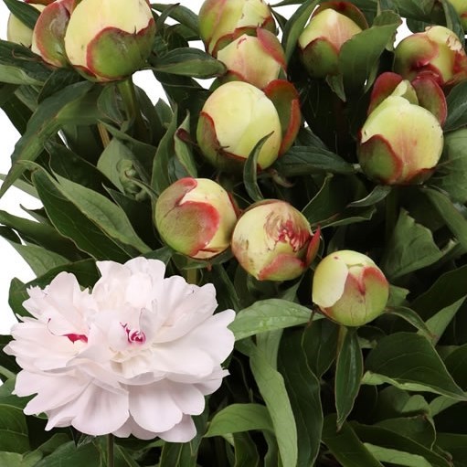 PEONY FESTIVA MAXIMA