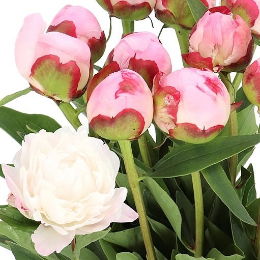 PEONY GARDENIA