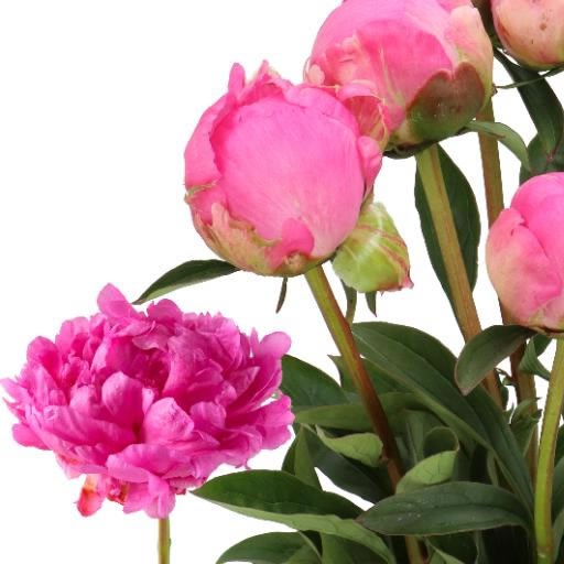 PEONY GLORY HALLELUJAH 60cm | Wholesale Dutch Flowers & Florist Supplies UK