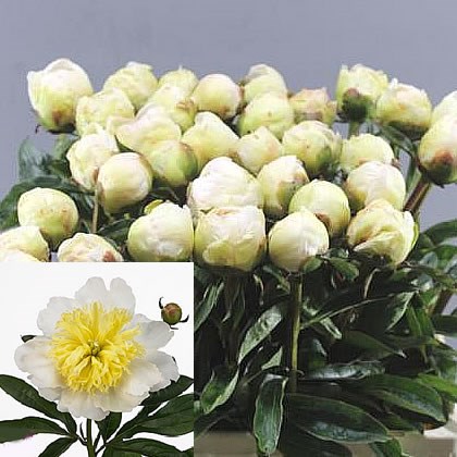 PEONY GOLD MINE