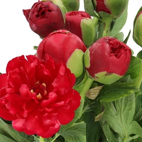 PEONY HENRY BOCKSTOCE