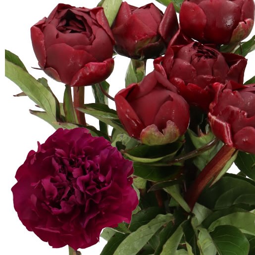 PEONY HIGHLIGHT