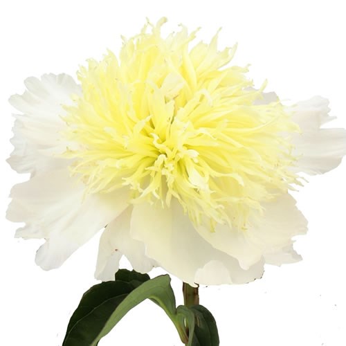 PEONY HONEY GOLD