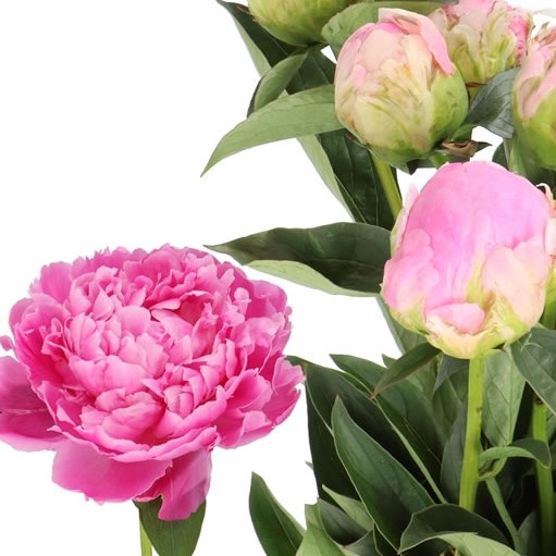PEONY JACORMA