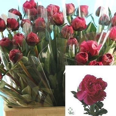 PEONY KANSAS (SMALL IMPORT)