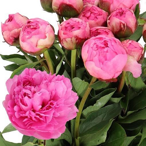 PEONY LADY ALEXANDRA DUFF