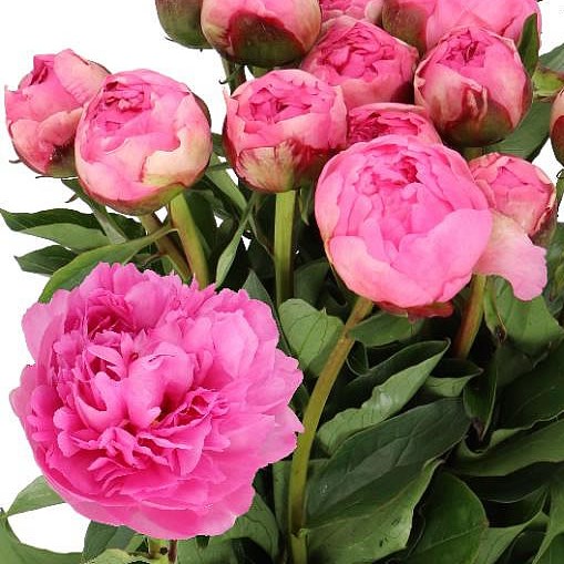 PEONY LADY ALEXANDRA DUFF