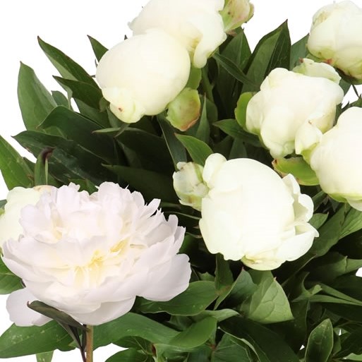 PEONY MADAME CLAUDE TAIN 60cm | Wholesale Dutch Flowers & Florist
