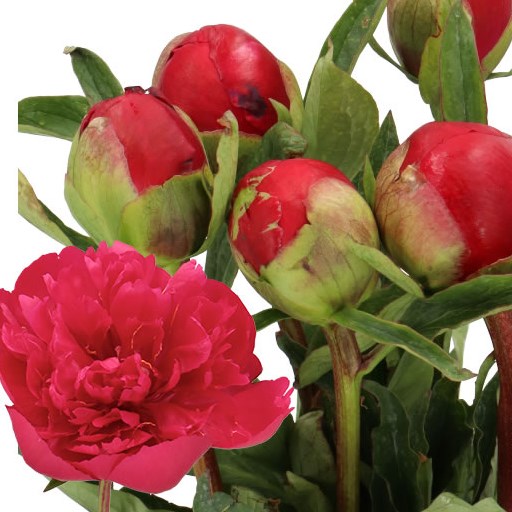 PEONY MANY HAPPY RETURNS