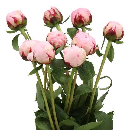 PEONY MARGUERITE GREARD