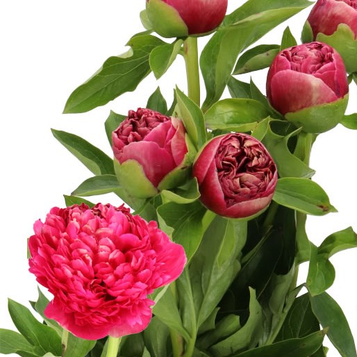 PEONY MARY JO LEGARE