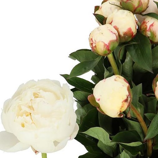 PEONY MARY NICHOLLS