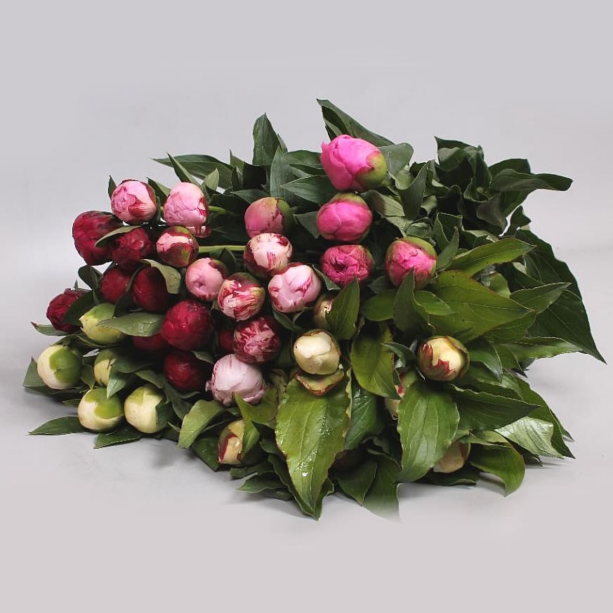 PEONY MIX - ISRAELI (COLS MAY VARY)