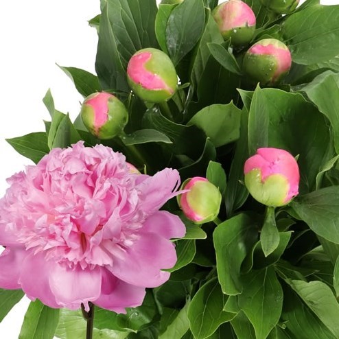 PEONY MONSIEUR JULES ELIE