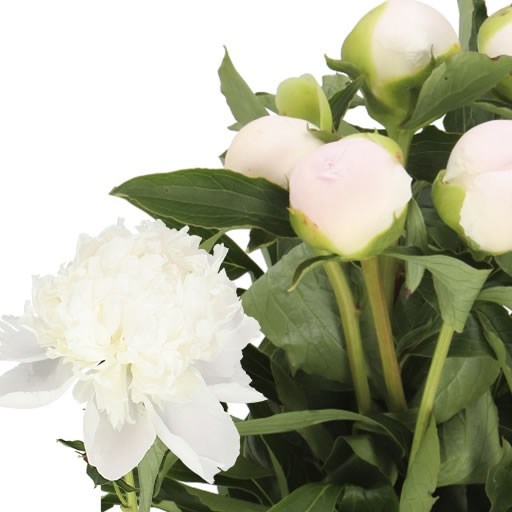PEONY MONSIEUR JULES ELIE WHITE