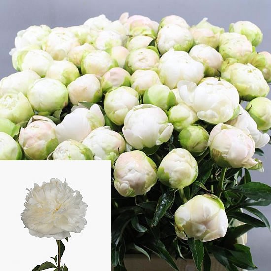 PEONY MOON OVER BARRINGTON 60cm Wholesale Dutch Flowers & Florist