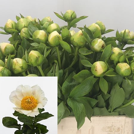 PEONY MOONRISE 45cm | Wholesale Dutch Flowers & Florist Supplies UK