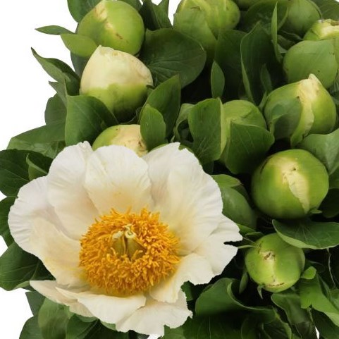 PEONY MOONRISE