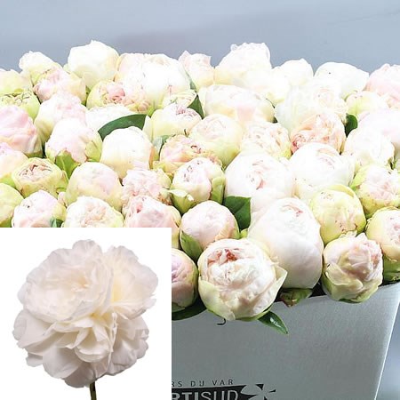 PEONY MOTHERS CHOICE